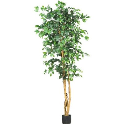 Tree_6' Ficus